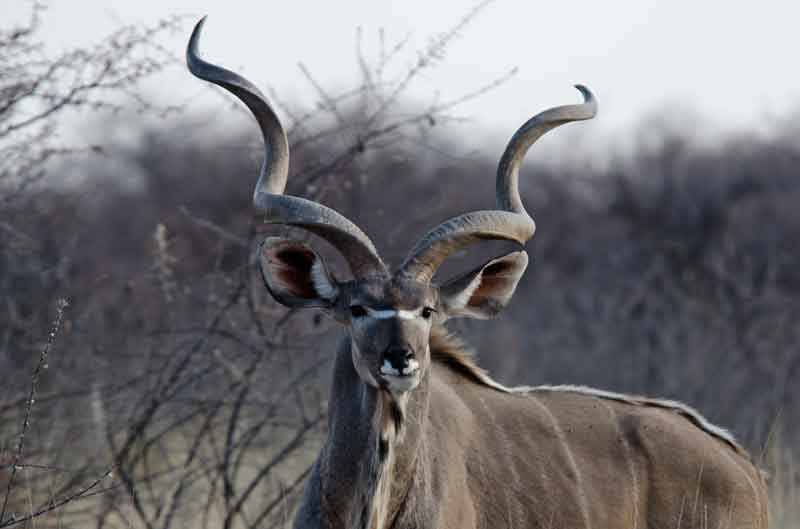 Antílope Kudu - parque nacional de Etosha - Namibia 4.jpg